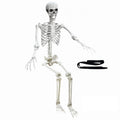 5.4Ft Poseable Life Size Human Skeleton with Rope X28574