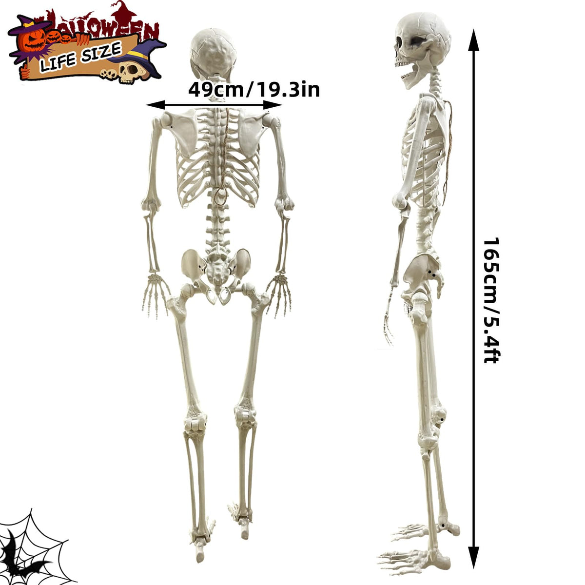 5.4Ft Poseable Life Size Human Skeleton with Rope X28574