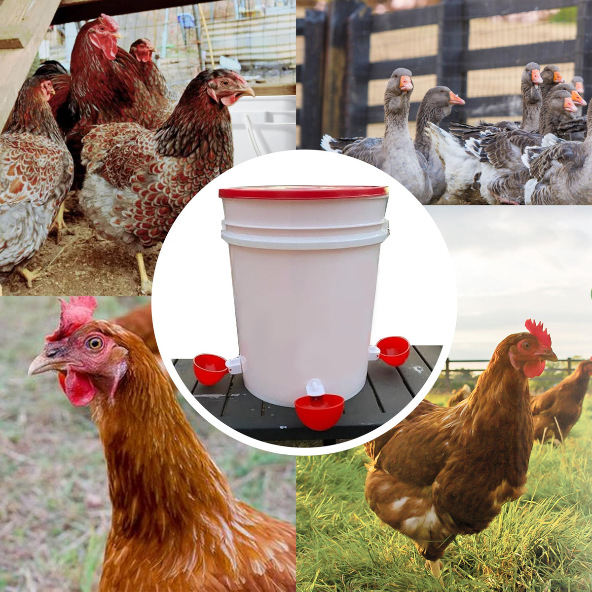 16 Pack Poultry Waterer Cups with Mounting Hole Opener G962